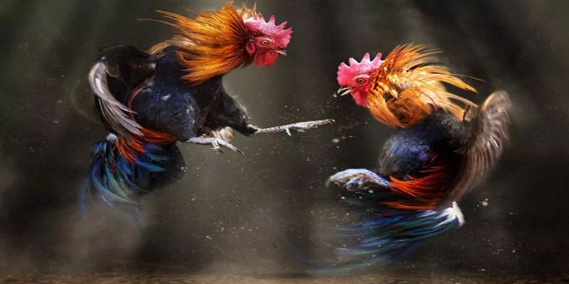 Đá Gà C1 - Nơi Hội Tụ Những Chiến Binh Lừng Danh 12 Đá gà C1 hội tụ những chiến binh lừng danh thế giới