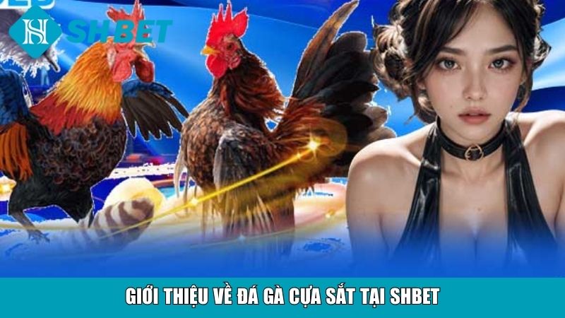Đá Gà Cựa Sắt Tại SHBET – Sân Chơi Uy Tín, Hấp Dẫn 9 Giới thiệu về đá gà cựa sắt tại SHBET