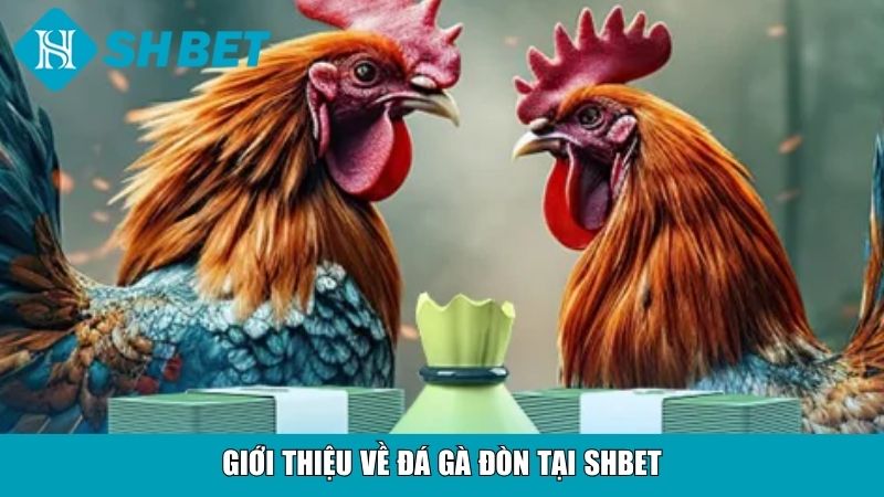 Đá Gà Đòn Tại SHBET – Trải Nghiệm Cá Cược Kịch Tính 8 Giới thiệu về đá gà đòn tại SHBET