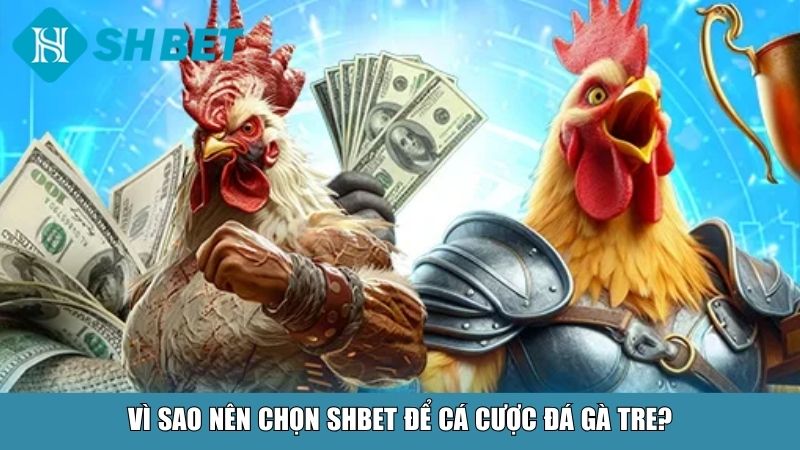 Đá Gà Tre Tại SHBET – Trải Nghiệm Chiến Kê Thần Thoại 4 Vì sao nên chọn SHBET để cá cược đá gà tre?